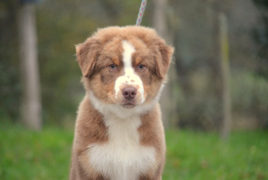 de la Féerie de l'Hermine - Chiot disponible  - Berger Australien