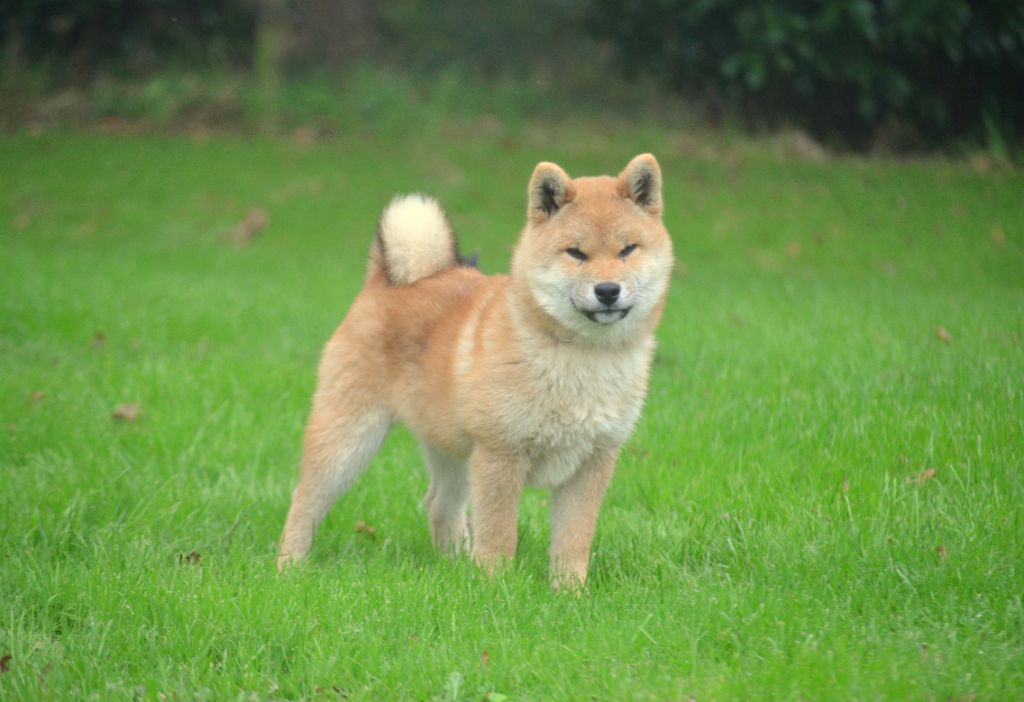 de la Féerie de l'Hermine - Chiot disponible  - Shiba