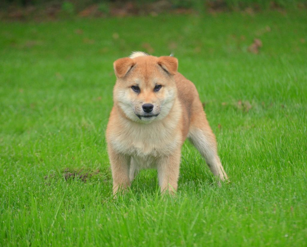 de la Féerie de l'Hermine - Chiot disponible  - Shiba