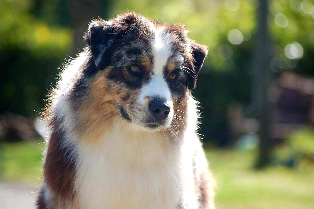 N'importe nawak de la Féerie de l'Hermine