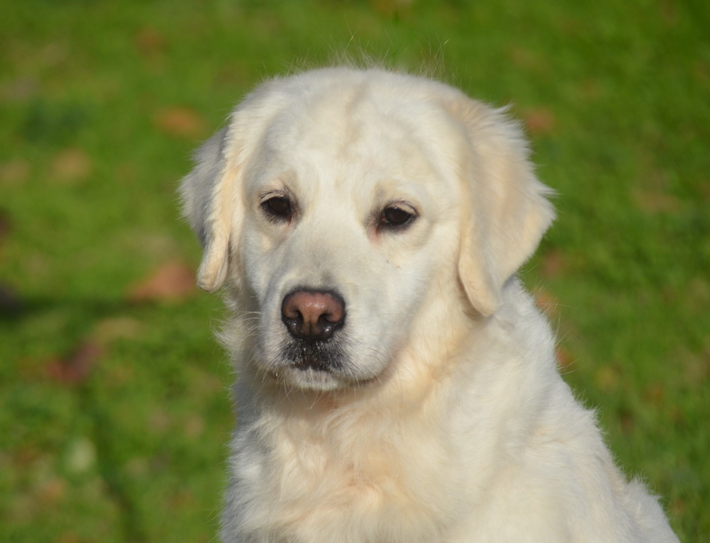 Tiamo des Joyaux Des Ki Millacs