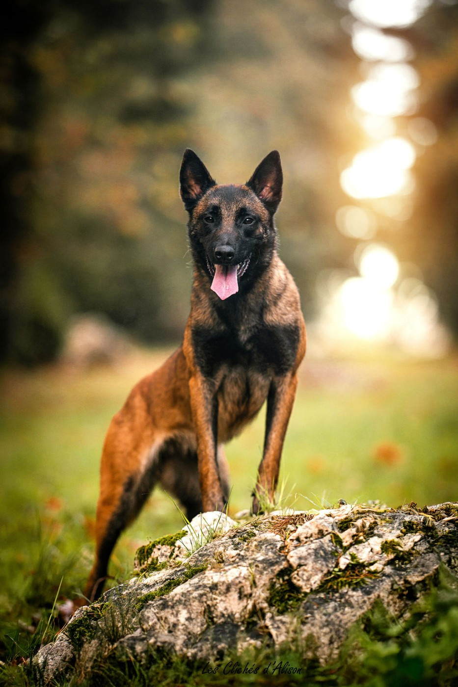 vounda des feux farouches