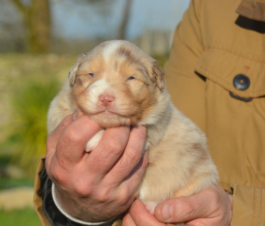 de la Féerie de l'Hermine - Chiots disponibles - Berger Australien