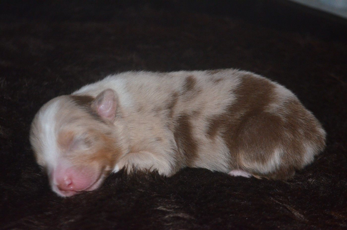 de la Féerie de l'Hermine - Chiots disponibles - Berger Australien