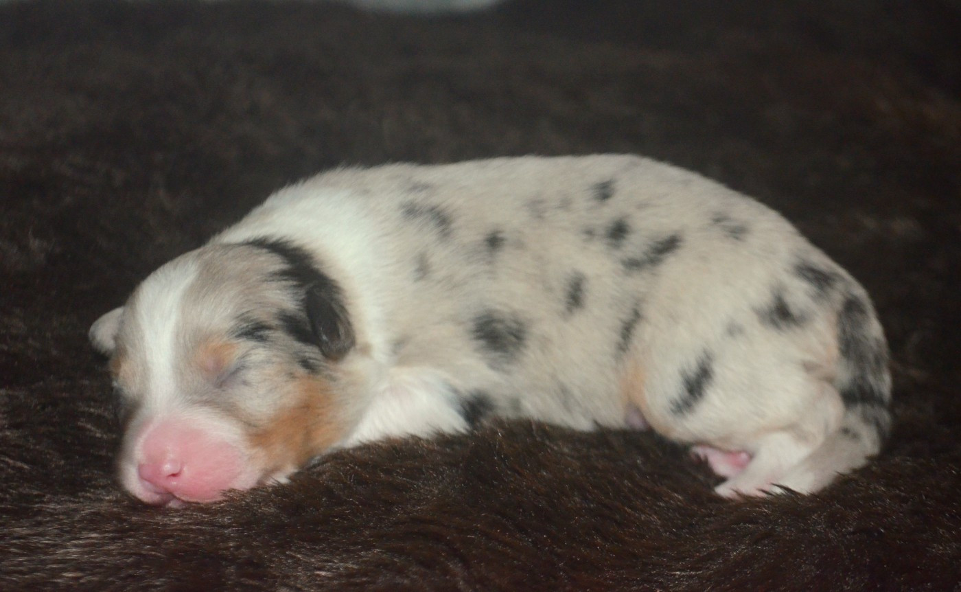 de la Féerie de l'Hermine - Chiots disponibles - Berger Australien