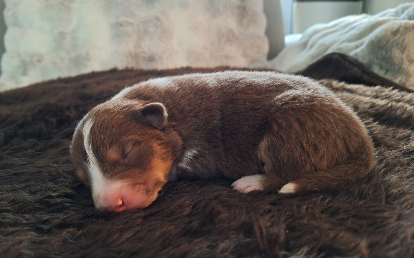 de la Féerie de l'Hermine - Chiots disponibles - Berger Australien