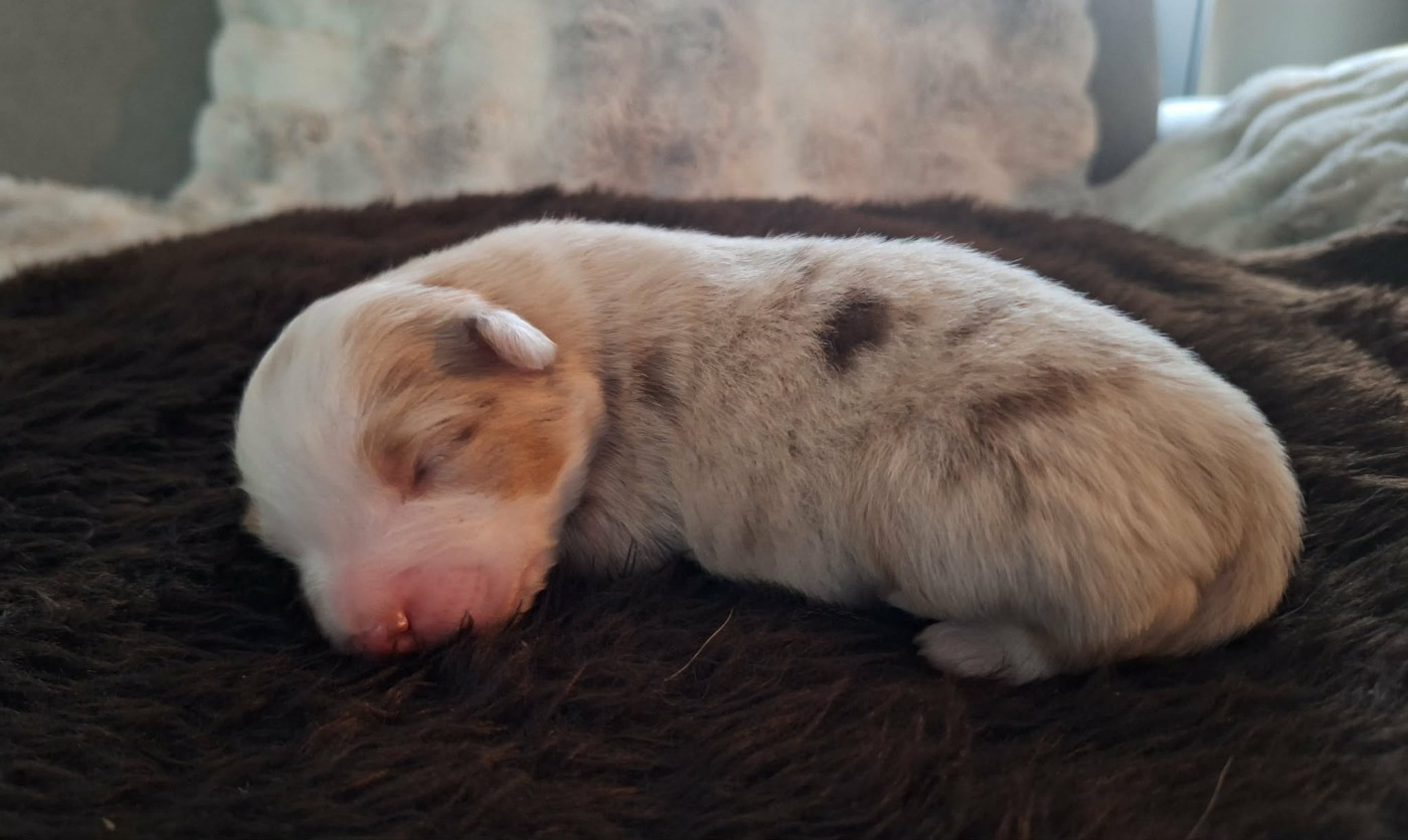 de la Féerie de l'Hermine - Chiots disponibles - Berger Australien