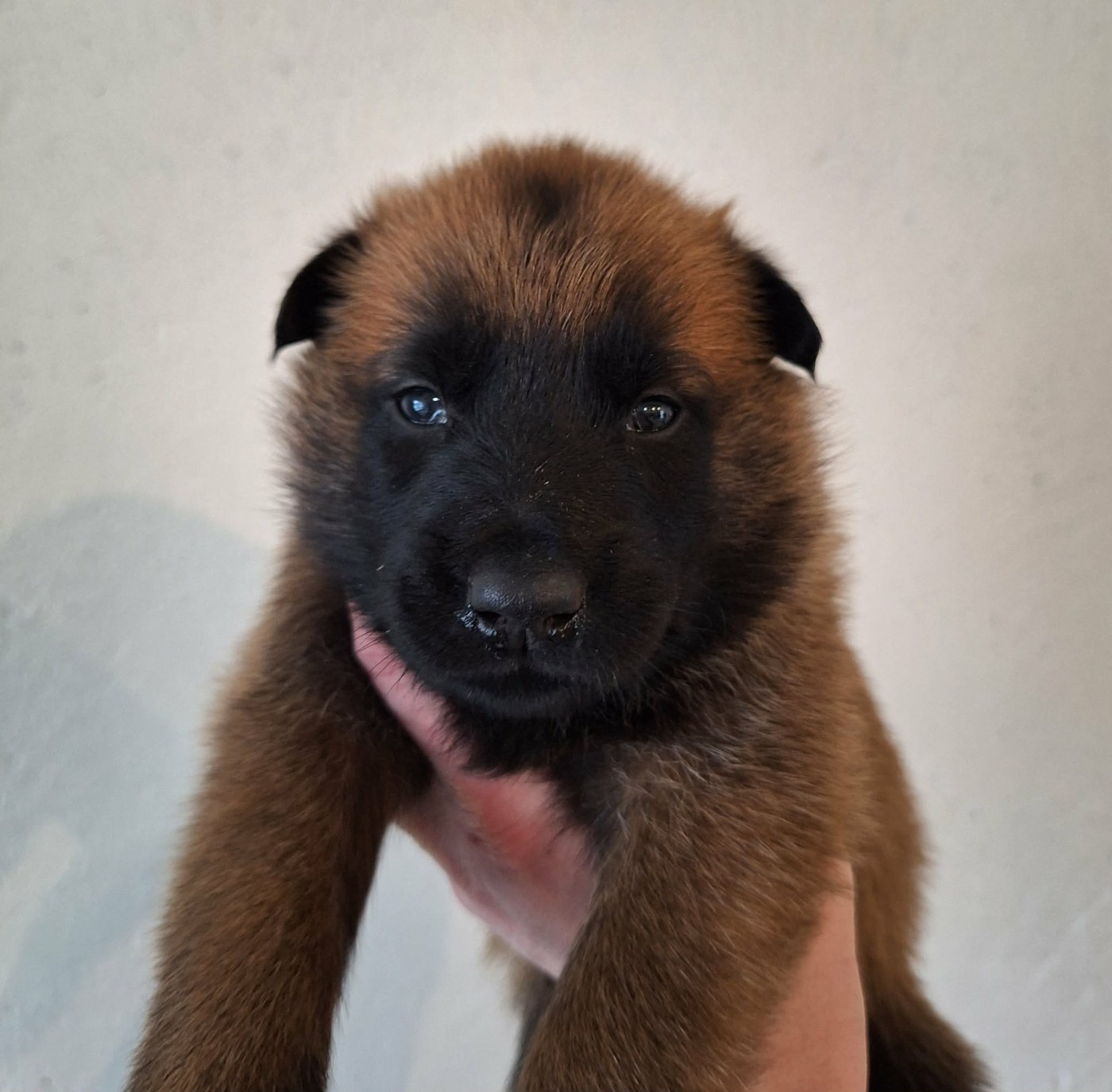 de la Féerie de l'Hermine - Chiots disponibles - Berger Belge