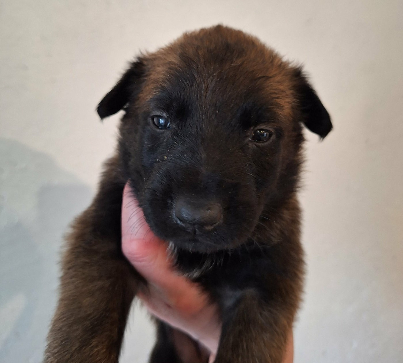 de la Féerie de l'Hermine - Chiots disponibles - Berger Belge