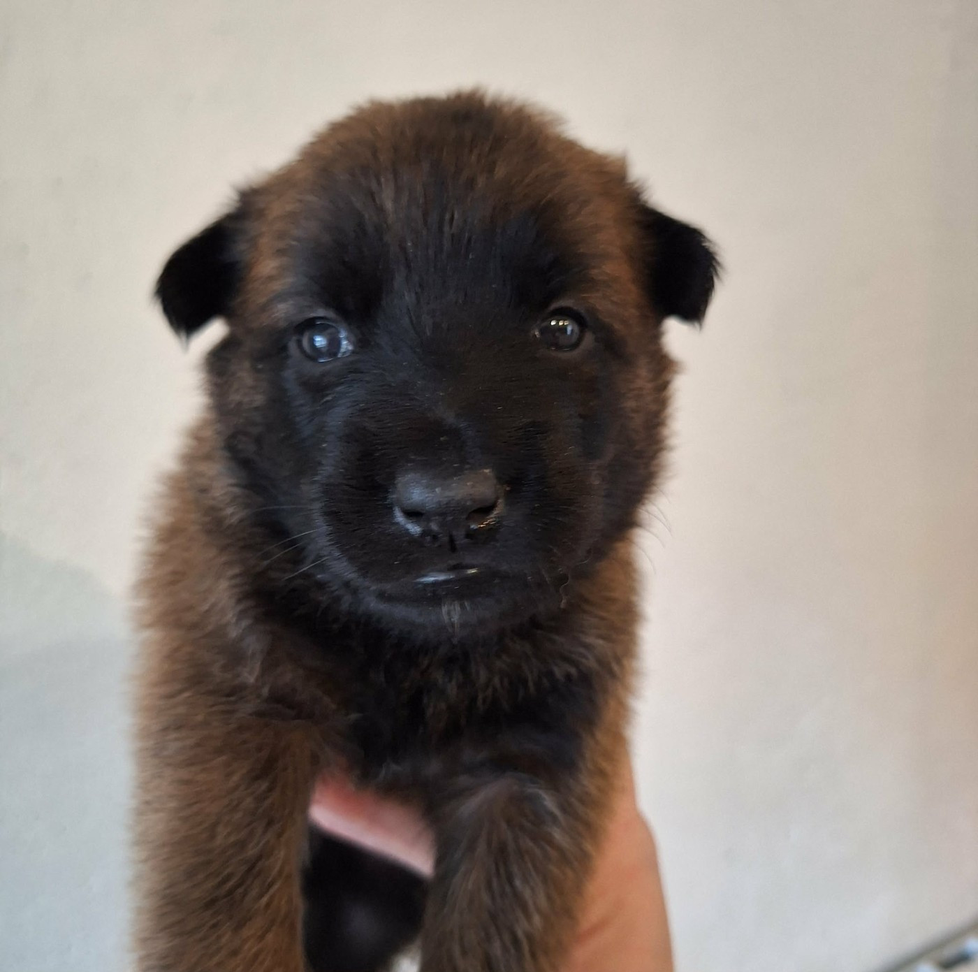 de la Féerie de l'Hermine - Chiots disponibles - Berger Belge