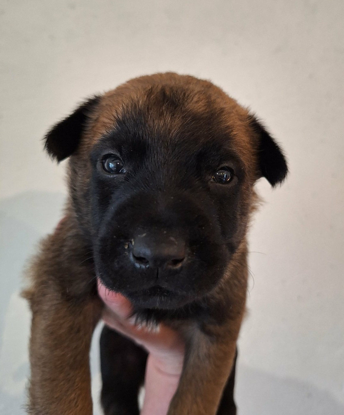 de la Féerie de l'Hermine - Chiots disponibles - Berger Belge