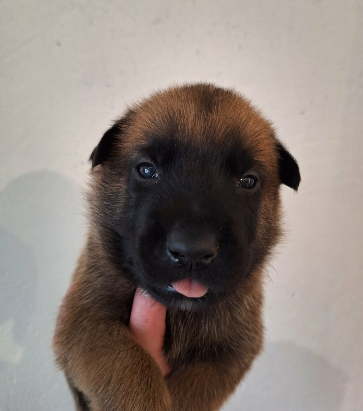 de la Féerie de l'Hermine - Chiots disponibles - Berger Belge