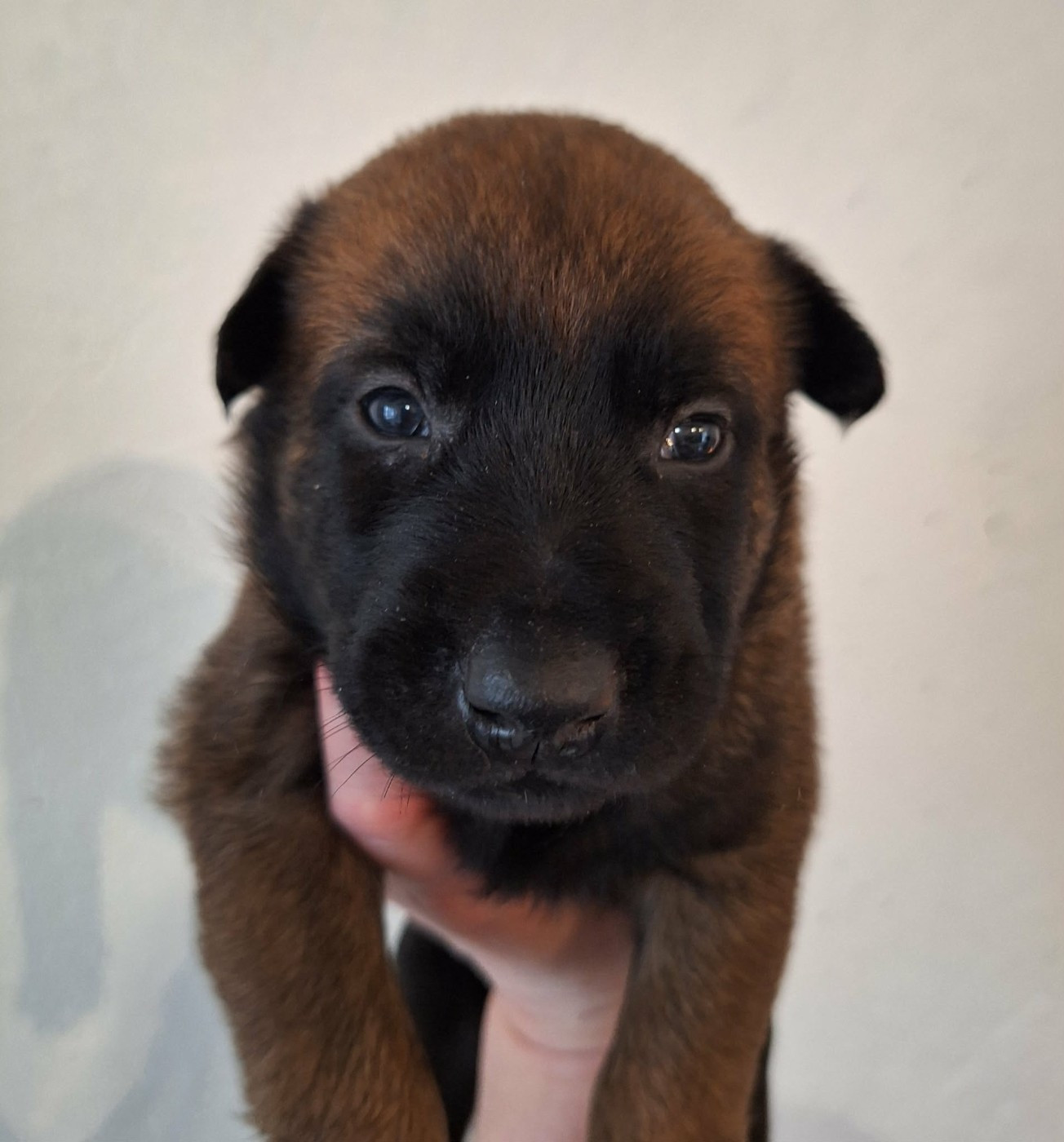 de la Féerie de l'Hermine - Chiots disponibles - Berger Belge