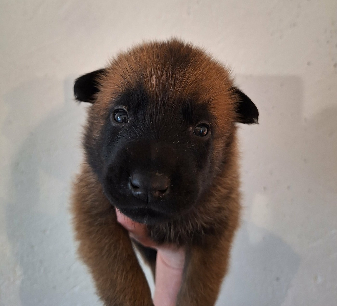 de la Féerie de l'Hermine - Chiots disponibles - Berger Belge