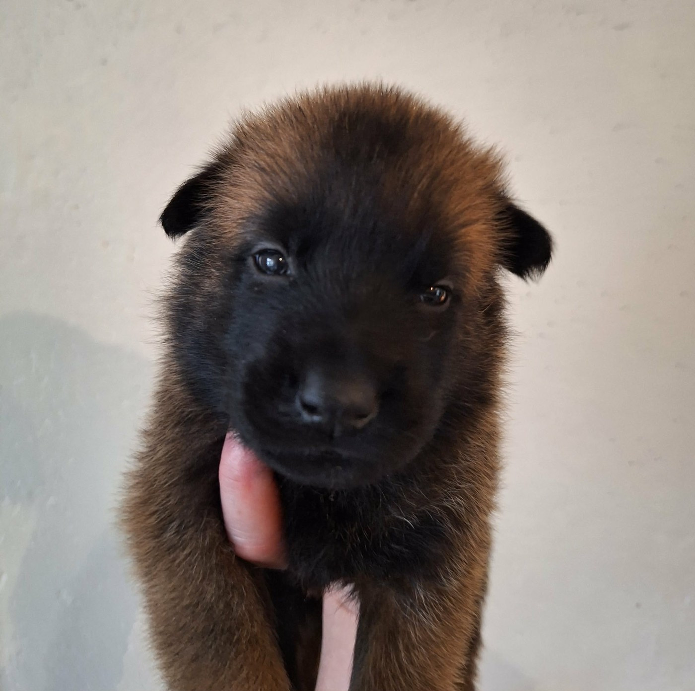 de la Féerie de l'Hermine - Chiots disponibles - Berger Belge