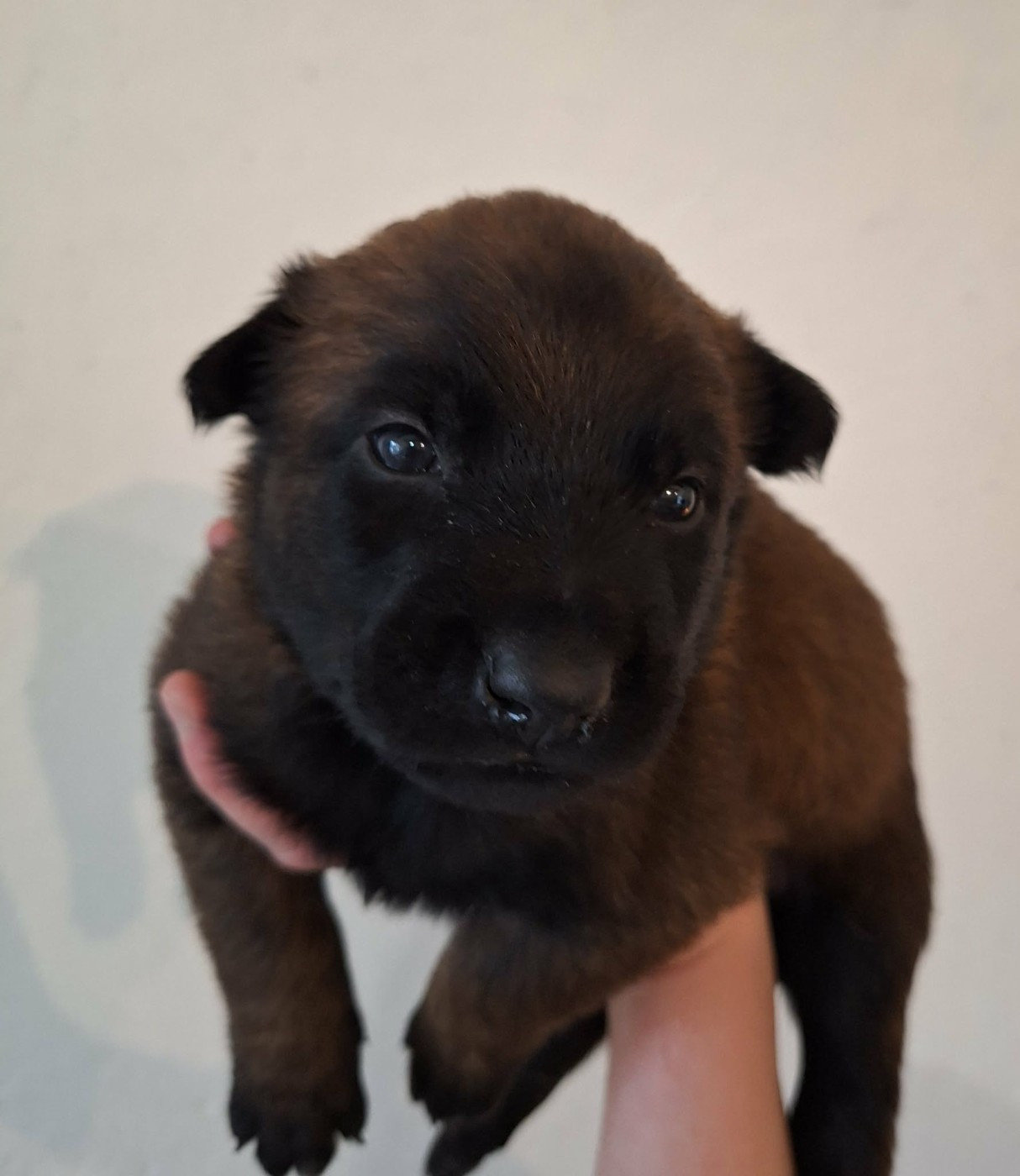 de la Féerie de l'Hermine - Chiots disponibles - Berger Belge