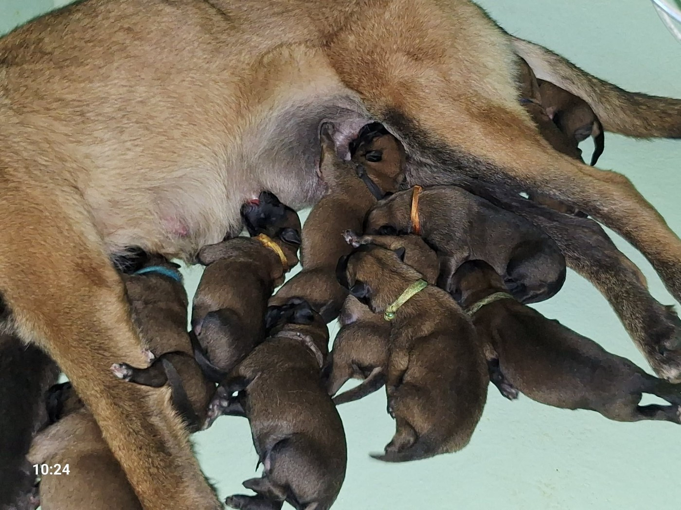 Chiot Berger Belge de la Féerie de l'Hermine