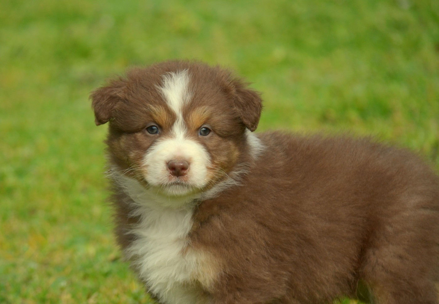de la Féerie de l'Hermine - Chiots disponibles - Berger Australien