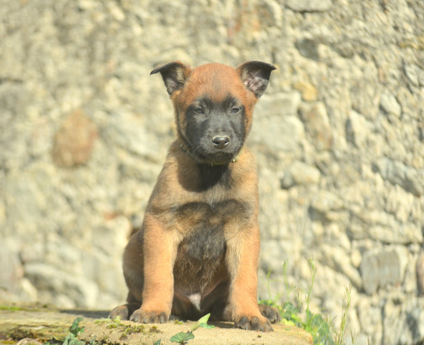 de la Féerie de l'Hermine - Chiots disponibles - Berger Belge