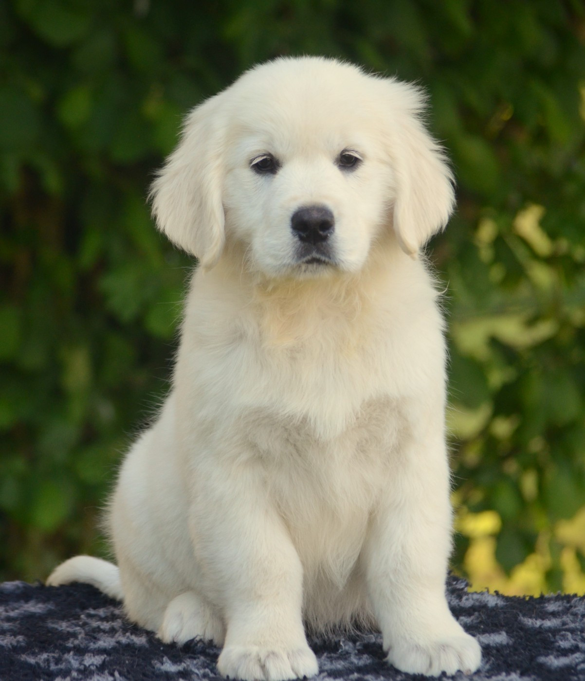 de la Féerie de l'Hermine - Chiots disponibles - Golden Retriever