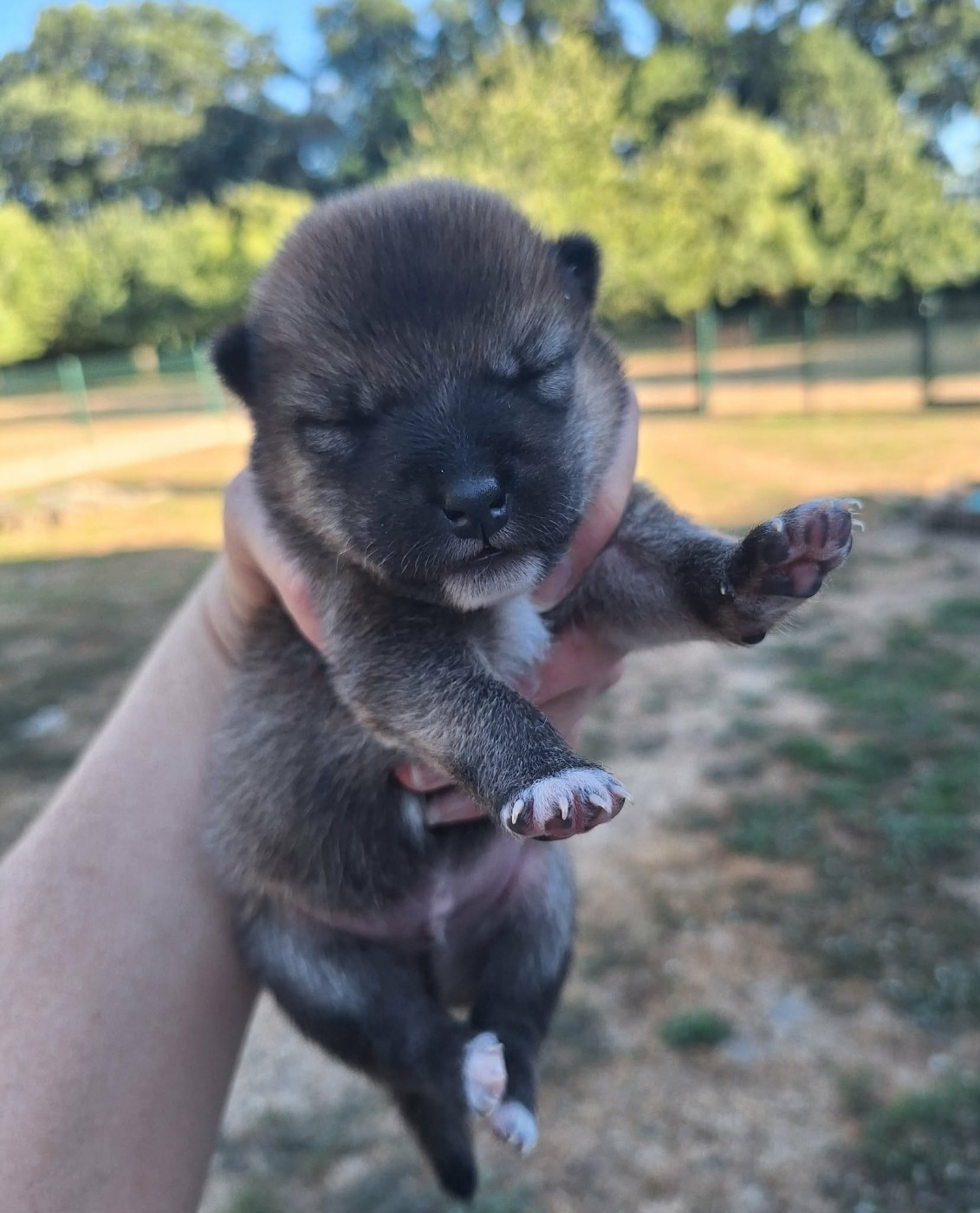 de la Féerie de l'Hermine - Chiots disponibles - Shiba