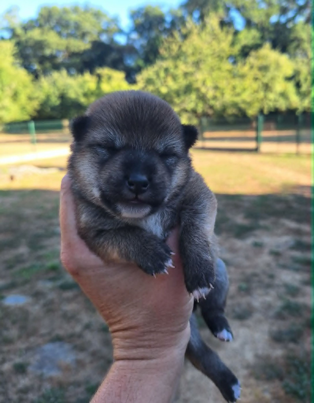 de la Féerie de l'Hermine - Chiots disponibles - Shiba