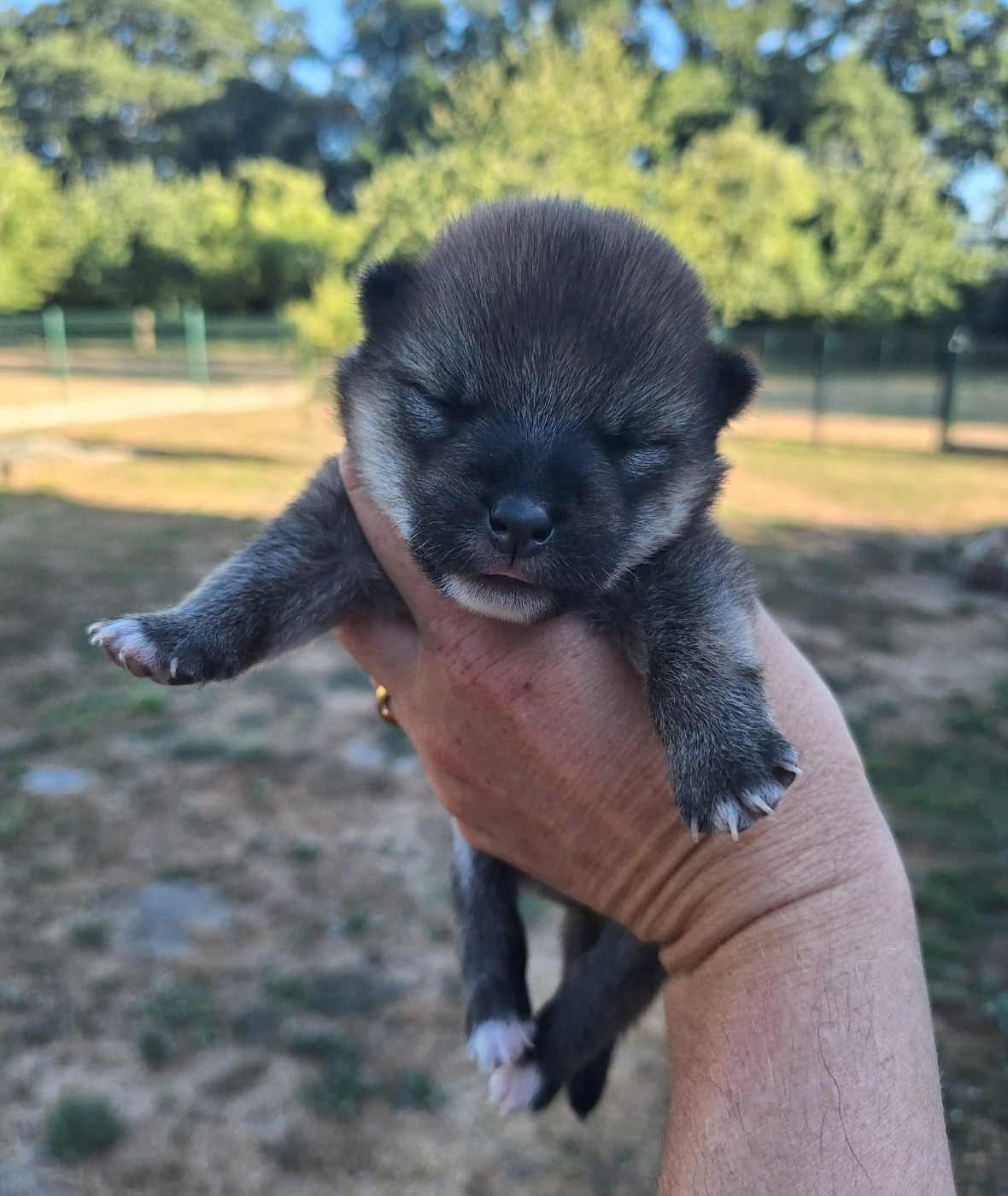de la Féerie de l'Hermine - Chiots disponibles - Shiba