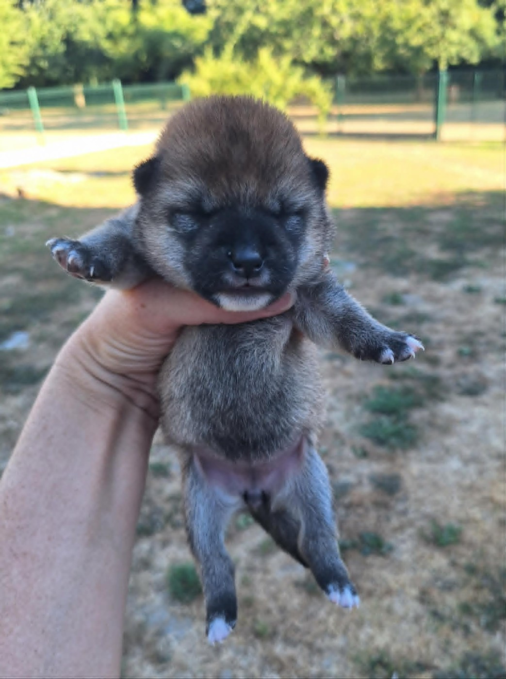 de la Féerie de l'Hermine - Chiots disponibles - Shiba