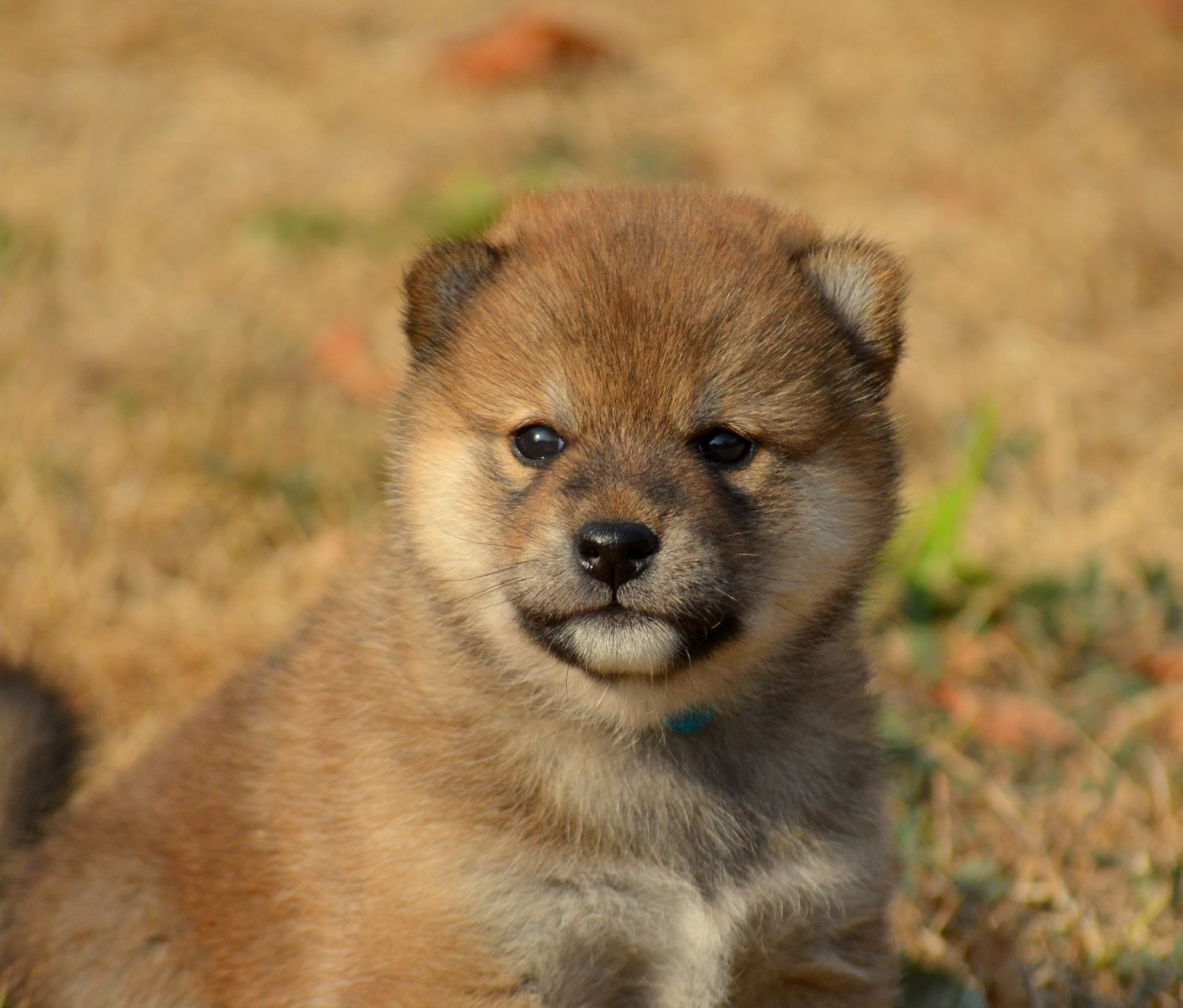 de la Féerie de l'Hermine - Chiots disponibles - Shiba