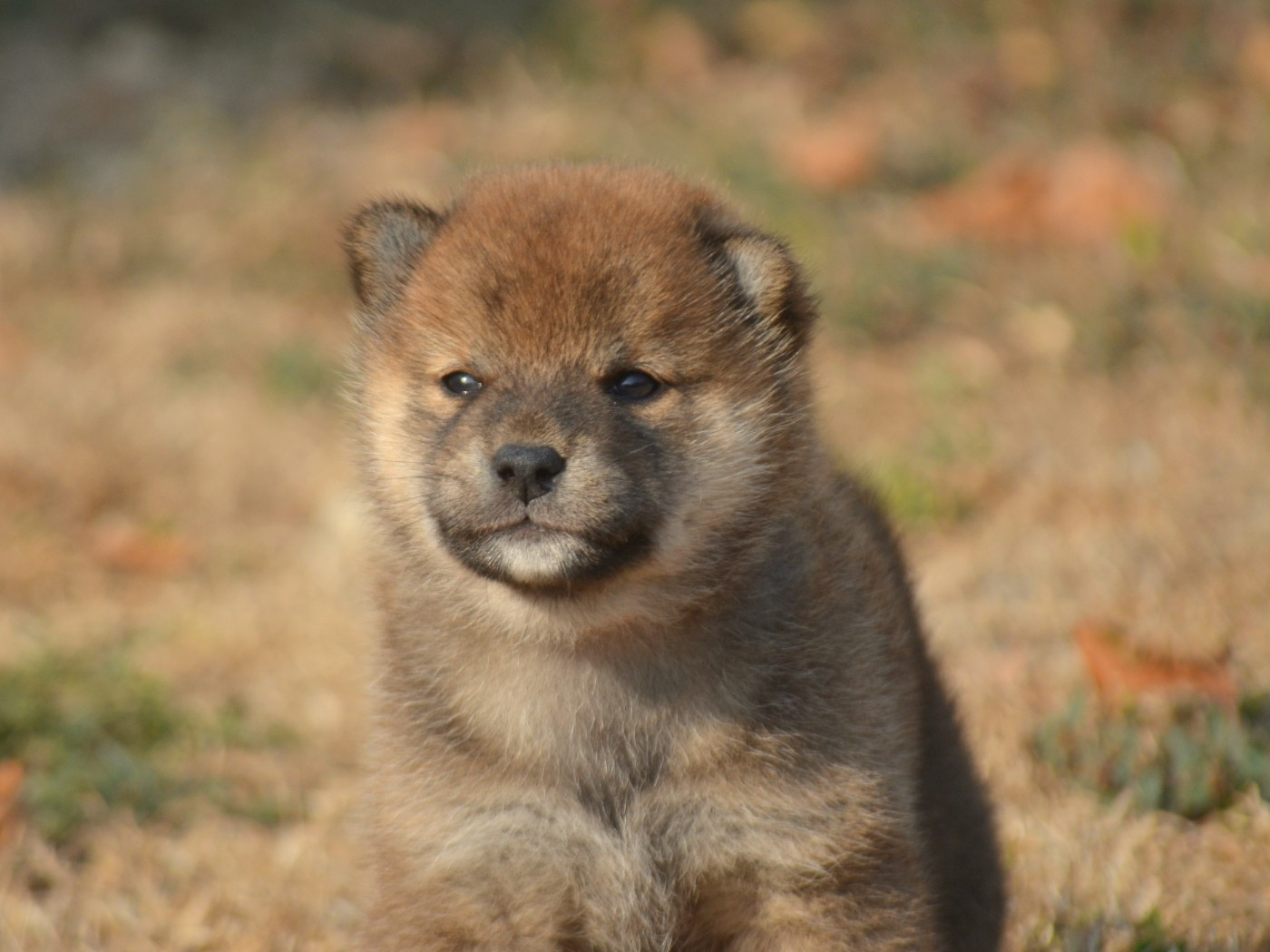 de la Féerie de l'Hermine - Chiots disponibles - Shiba