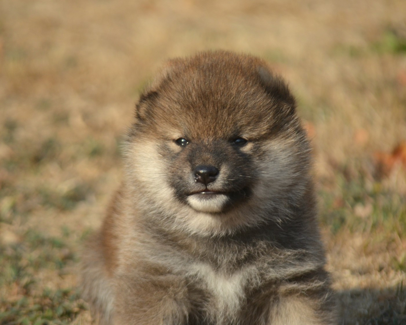 de la Féerie de l'Hermine - Chiots disponibles - Shiba