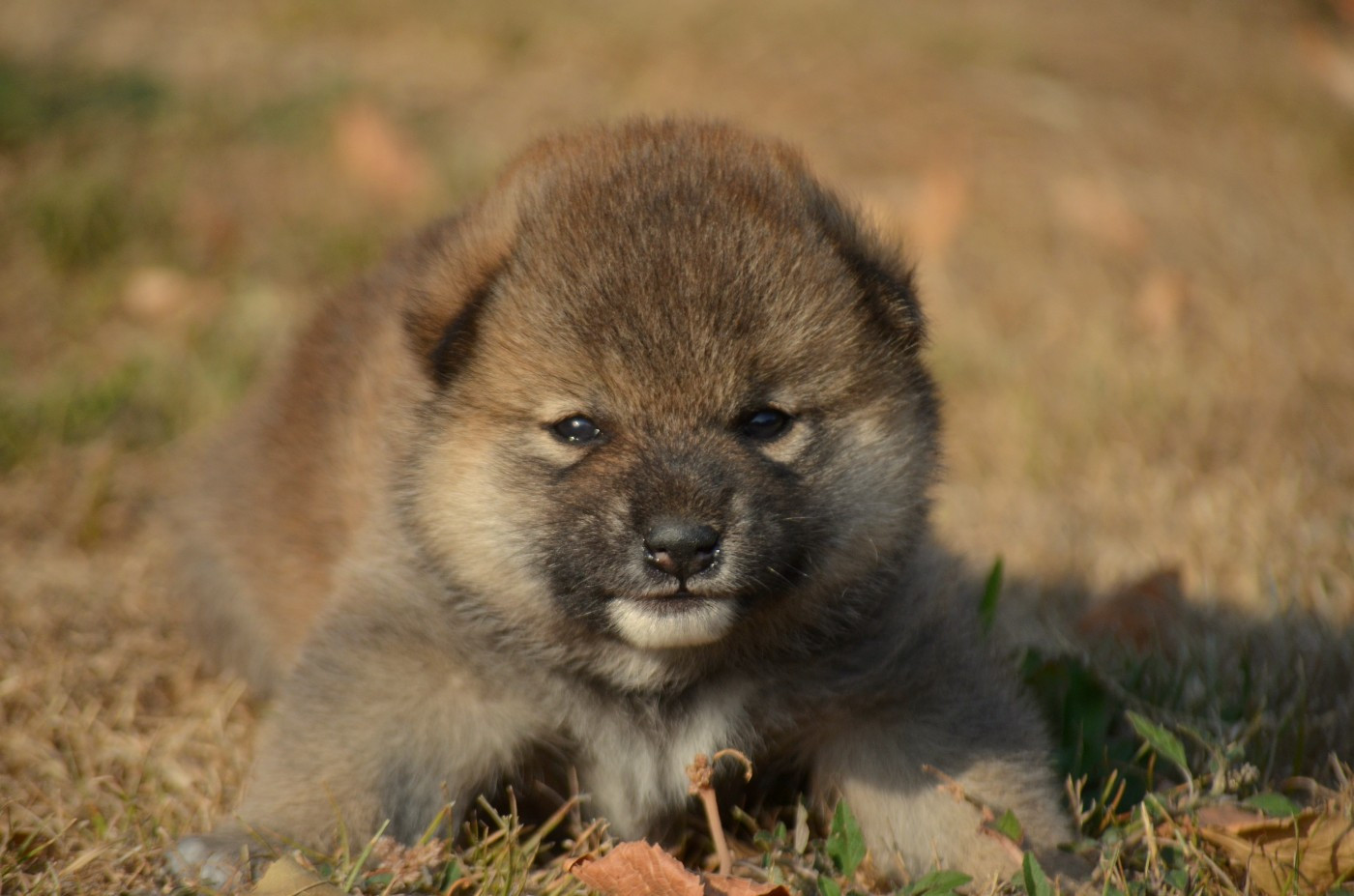 de la Féerie de l'Hermine - Chiots disponibles - Shiba