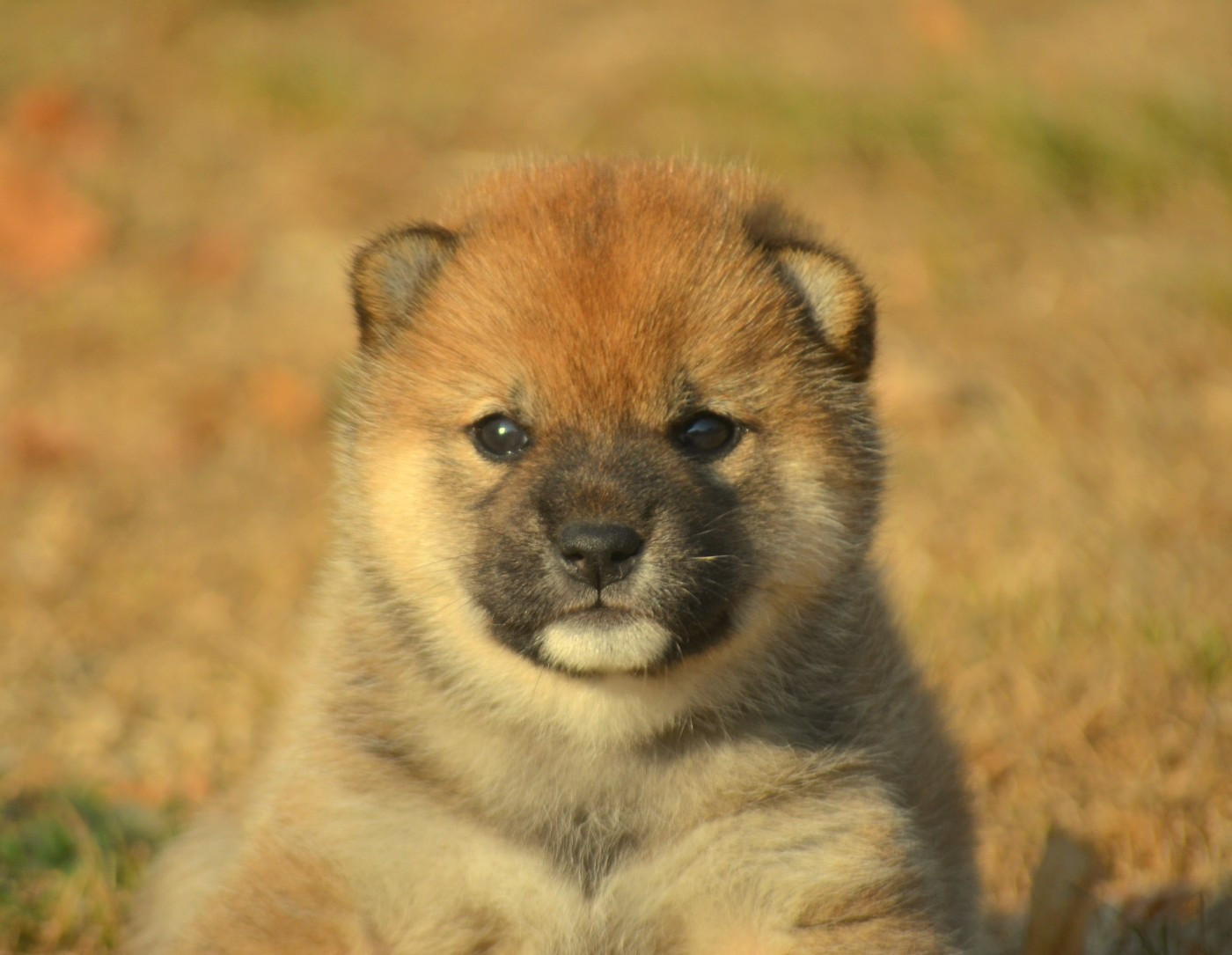de la Féerie de l'Hermine - Chiots disponibles - Shiba