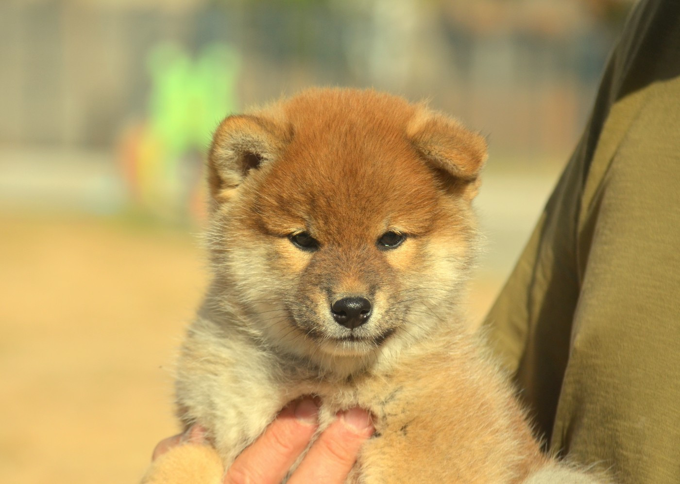 de la Féerie de l'Hermine - Chiots disponibles - Shiba