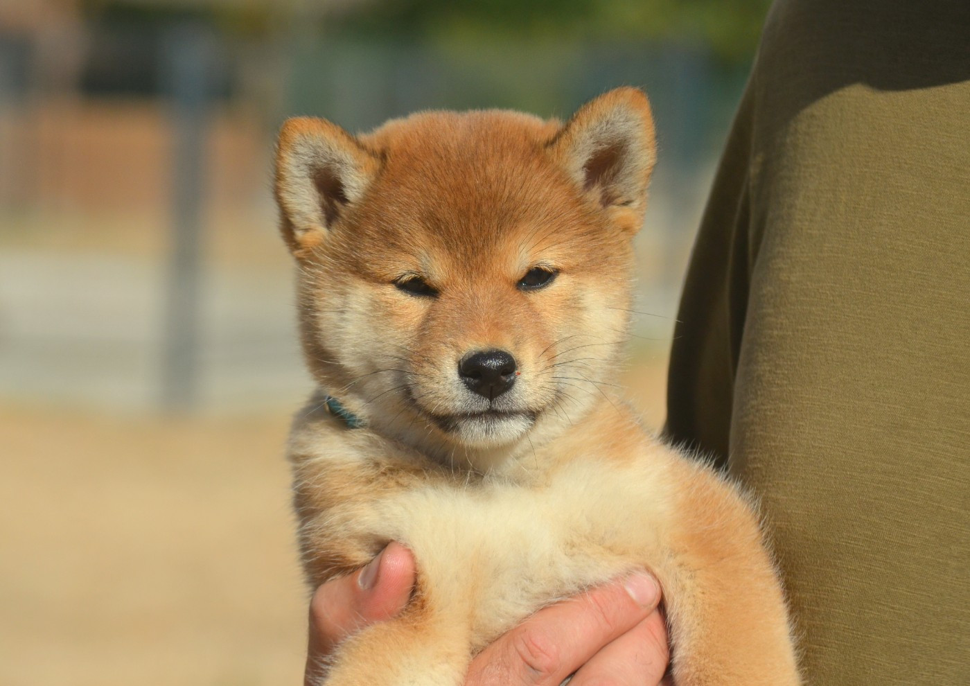 de la Féerie de l'Hermine - Chiots disponibles - Shiba