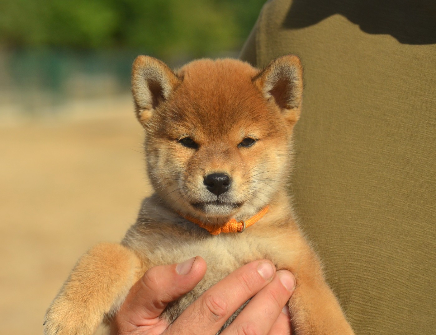 de la Féerie de l'Hermine - Chiots disponibles - Shiba