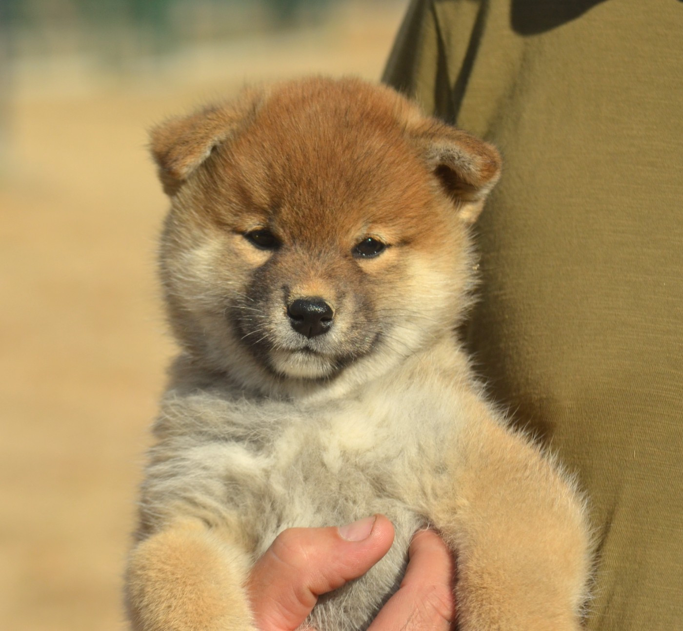 de la Féerie de l'Hermine - Chiots disponibles - Shiba