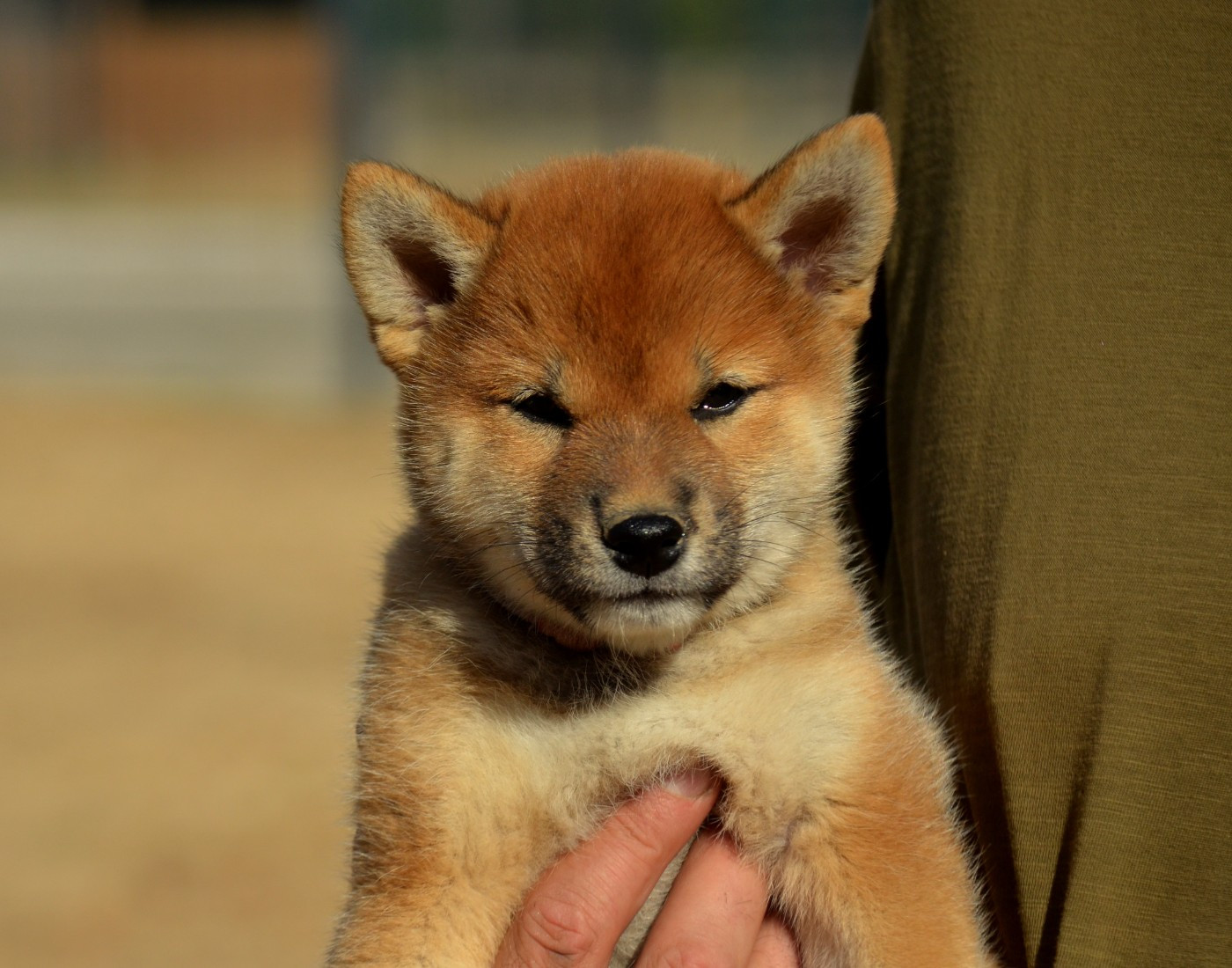 de la Féerie de l'Hermine - Chiots disponibles - Shiba