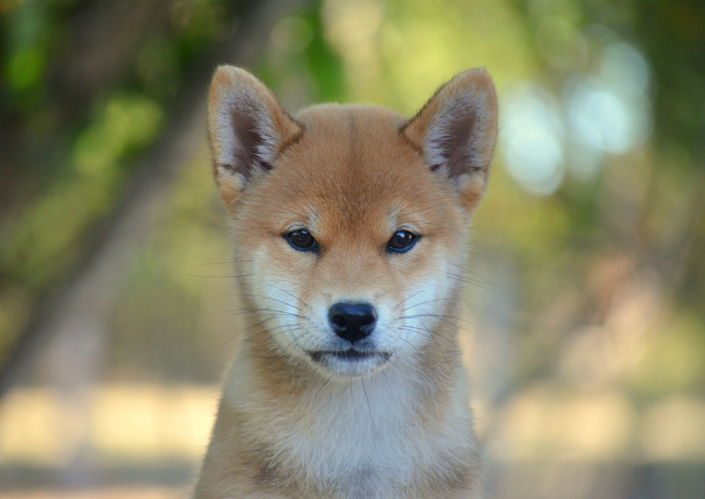 de la Féerie de l'Hermine - Chiots disponibles - Shiba