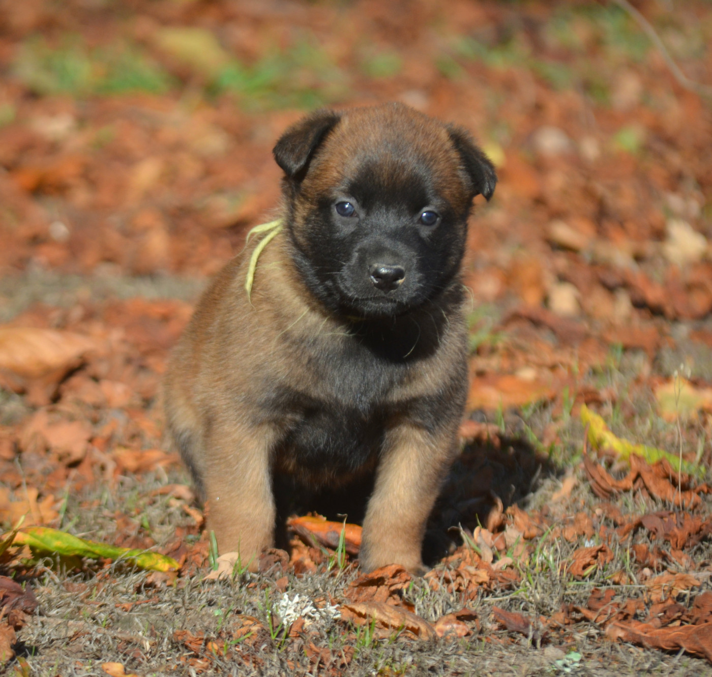 CHIOT 1