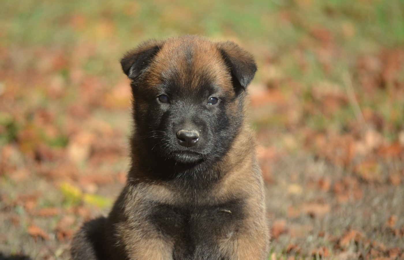 CHIOT 3