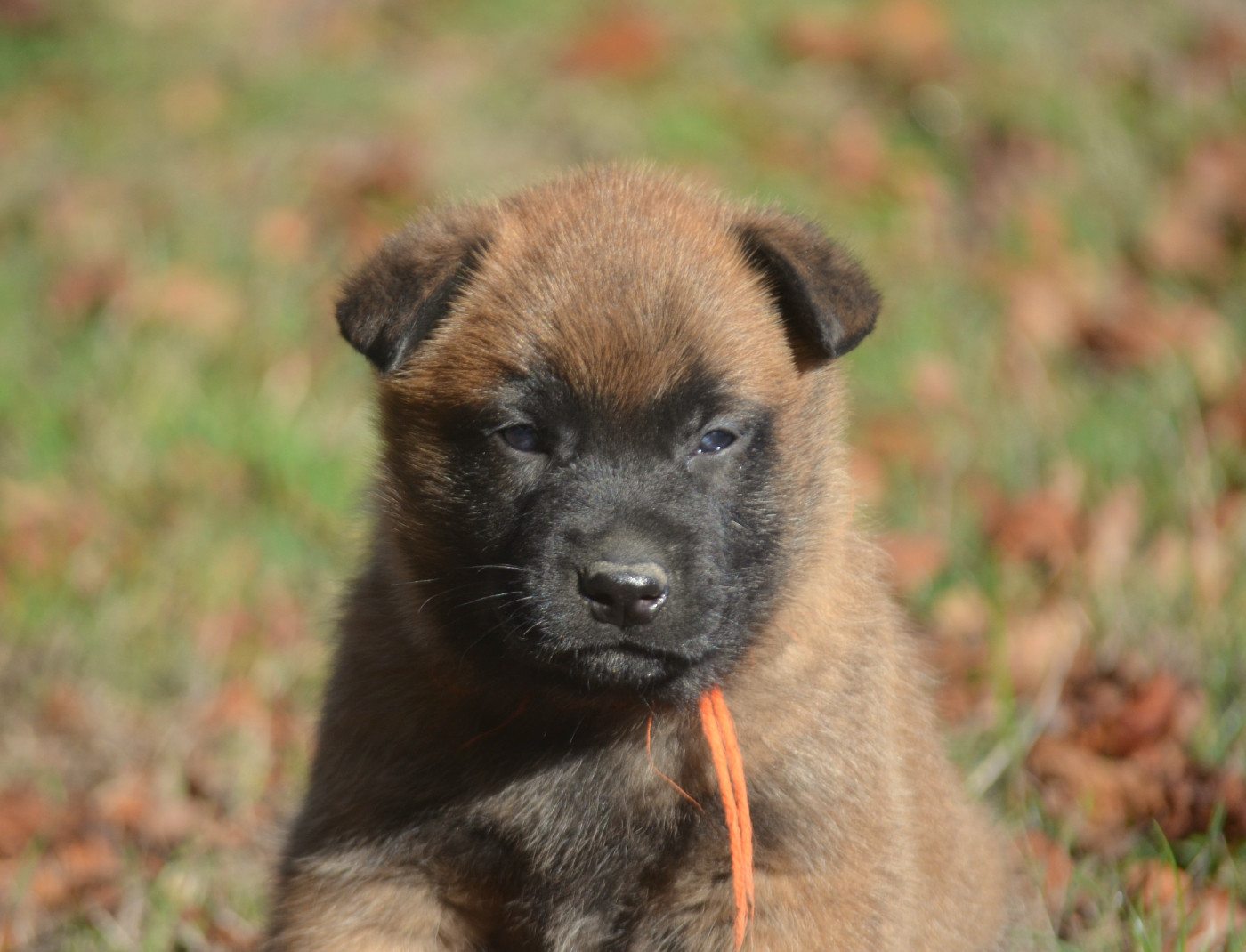 CHIOT 4