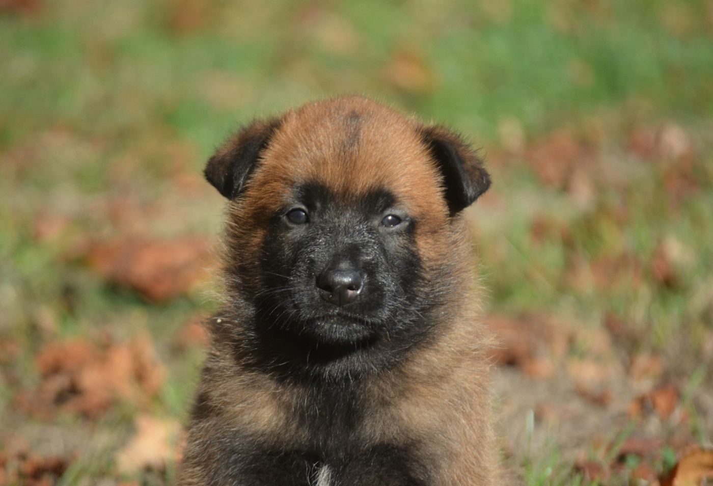 de la Féerie de l'Hermine - Chiots disponibles - Berger Belge