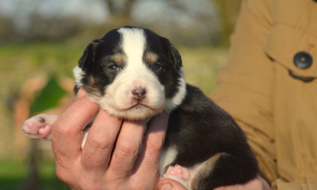 de la Féerie de l'Hermine - Chiots disponibles - Berger Australien