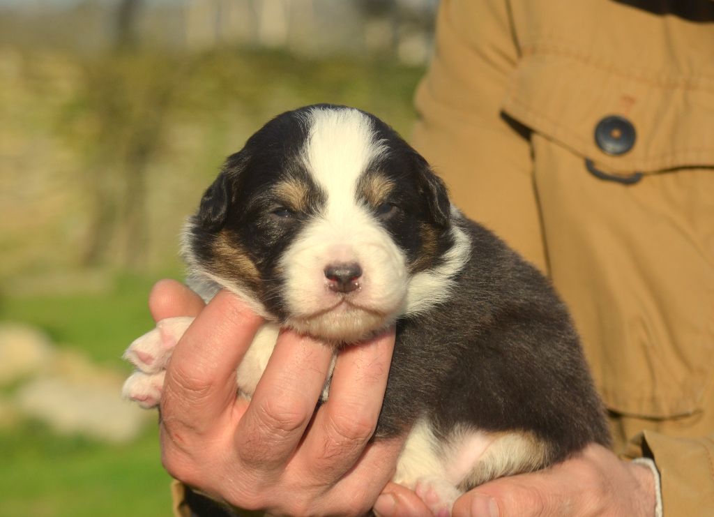 de la Féerie de l'Hermine - Chiots disponibles - Berger Australien