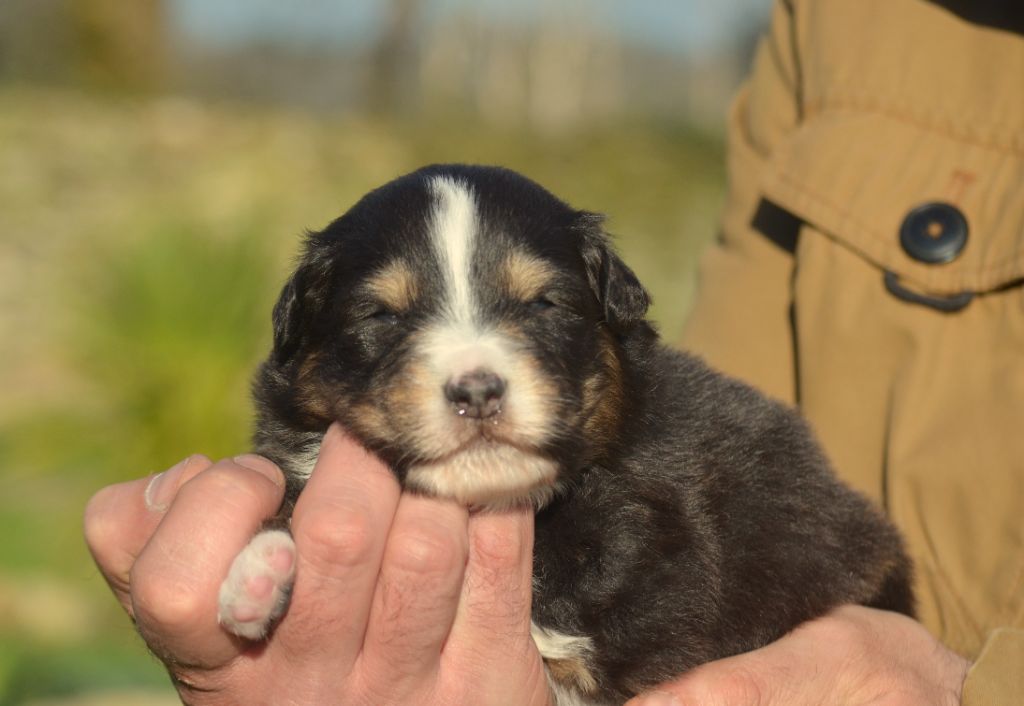 de la Féerie de l'Hermine - Chiots disponibles - Berger Australien