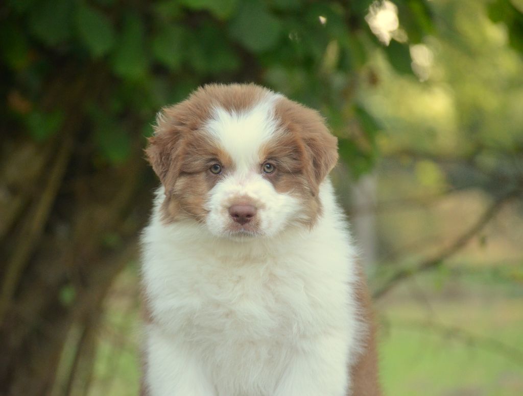 de la Féerie de l'Hermine - Chiots disponibles - Berger Australien