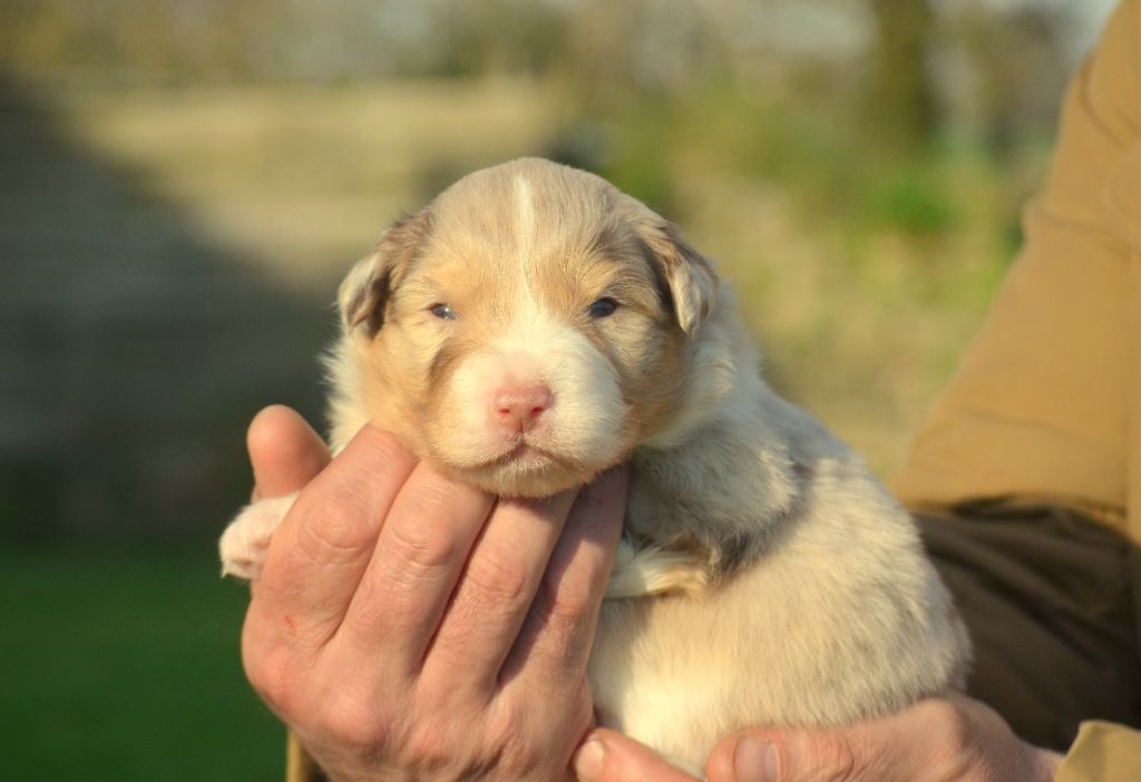 de la Féerie de l'Hermine - Chiots disponibles - Berger Australien