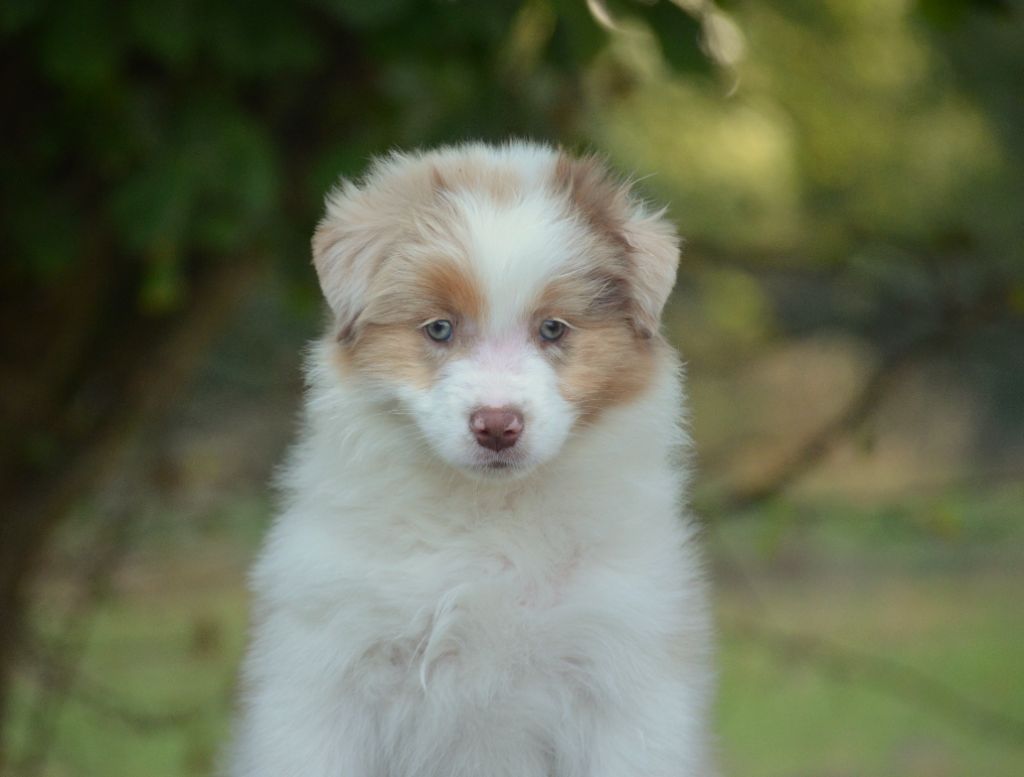 de la Féerie de l'Hermine - Chiots disponibles - Berger Australien