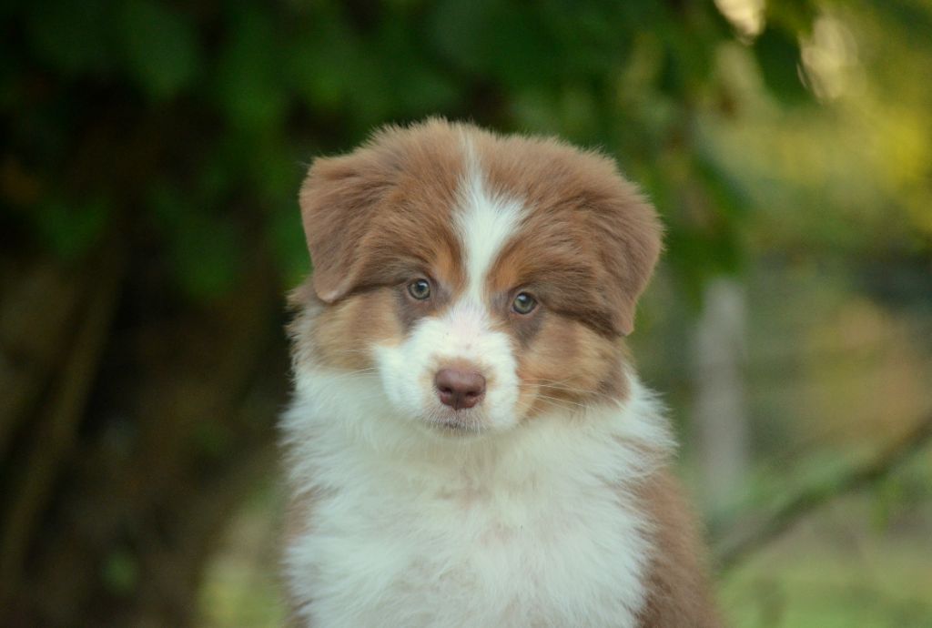 de la Féerie de l'Hermine - Chiots disponibles - Berger Australien